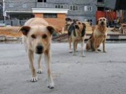 Городской собачий приют должен быть модернизирован