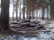 Вырубка деревьев на Левобережье оказалось плановой