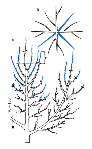 Обрезка плодоносящих деревьев