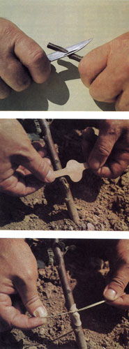 Обрезка плодоносящих деревьев