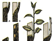 Обрезка плодоносящих деревьев