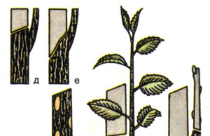 Обрезка плодоносящих деревьев