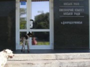 В Днепродзержинске построят питомник для бродячих животных