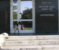 В Днепродзержинске построят питомник для бродячих животных