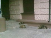 Власти помогут днепродзержинским защитникам животных