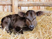 Секреты фермера: как вырастить здоровую телочку