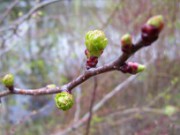 Уход за дачным участком в первый месяц весны