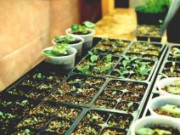 Как победить самые распространенные болезни рассады?