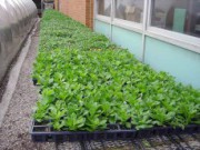 Учимся выращивать рассаду