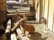 Разведение кроликов – выгодный бизнес