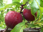 Садим сливу вовремя