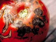 Грибок, способный уничтожить картофель, томаты и паприку