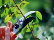 Техника обрезки плодовых деревьев