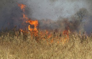 Пришла весна… а с нею дым