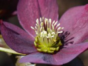 За что мы любим морозники