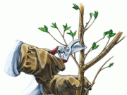 Обрезка и прививание плодовых деревьев