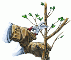 Обрезка и прививание плодовых деревьев