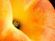 Учимся выращивать персики