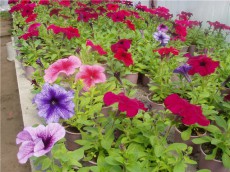 петунии главная