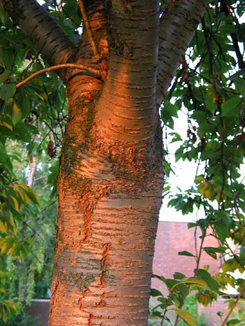 подопревание