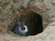 Учимся разводить кроликов в ямах