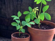 Где и как выбирать рассаду и саженцы?