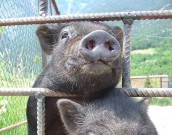 7 мифов о вьетнамских свинках