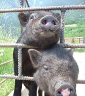 7 мифов о вьетнамских свинках