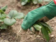 О вреде и пользе сорняков