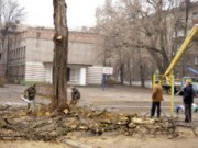 В городской школе №5 избавляются от тополей