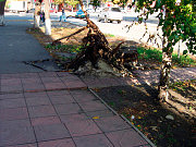 Обрезанные деревья неделю не убирают