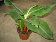 Выращиваем банан в домашних условиях банан