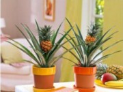 Выращиваем ананас в домашних условиях – сложно, но возможно