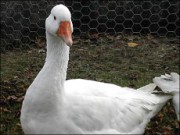 Разводим гусей – просто и выгодно