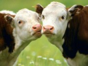 Уход за домашним скотом весной