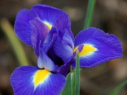 Ирисы – тяжело ли выращивать самому? ирисы