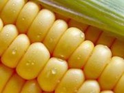 О глобальных тенденциях на аграрном рынке