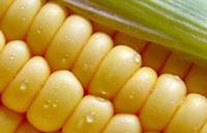 О глобальных тенденциях на аграрном рынке