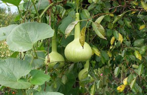 Лагенария – удивительный овощ и декоративное растение лагенария