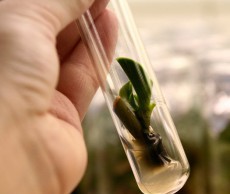 Размножаем редкие сорта, используя меристемный метод