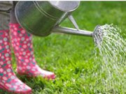 Секреты правильного полива полив