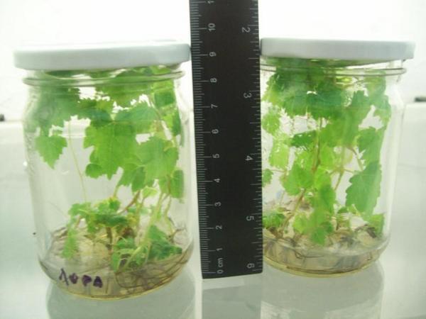 Меристемное размножение культур