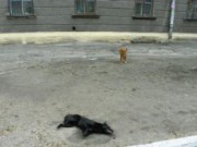 Неизвестные отравляют собак в Днепродзержинске