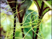 Сорняки и способы борьбы с ними