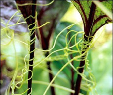 Сорняки и способы борьбы с ними