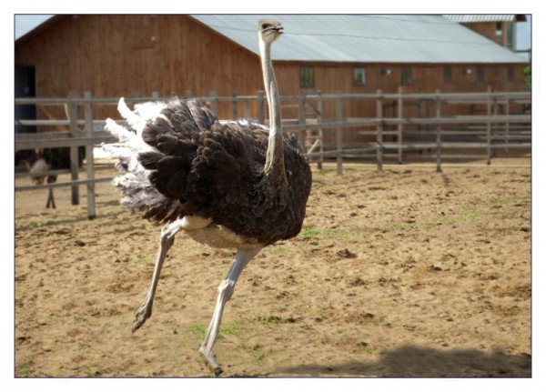 страус