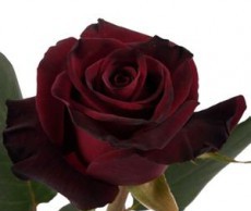 Задача для эстета – выращиваем темную розу