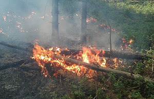 Опять горел лес