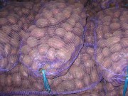 Петриковка будет с качественным картофелем