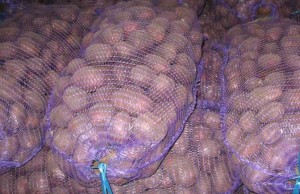 Петриковка будет с качественным картофелем